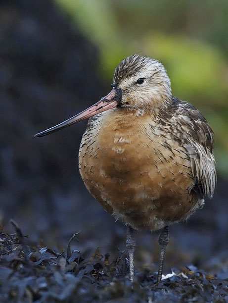 Punakuiri, Bar-tailed Godwit, Limosa lapponica